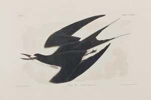 Illustrazione da 