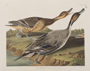 Illustrazione da 