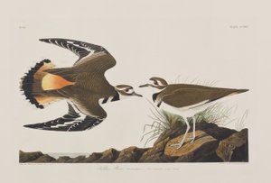 Illustrazione da 