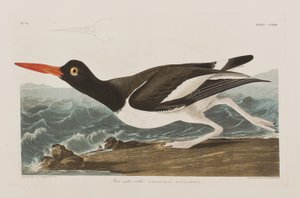 Illustrazione da 