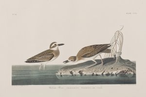 Illustrazione da 