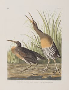 Illustrazione da 