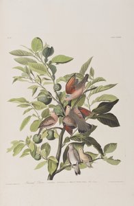Illustrazione da 