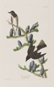 Illustrazione da 