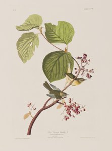 Illustrazione da 