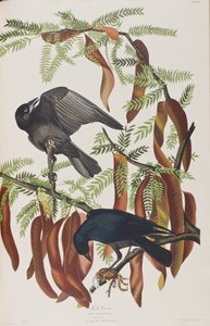 Illustrazione da 