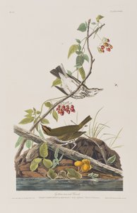 Illustrazione da 
