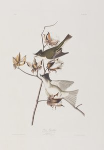 Illustrazione da 