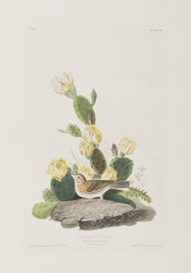 Illustrazione da 