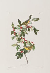 Illustrazione da 