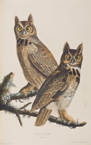 Illustrazione da 