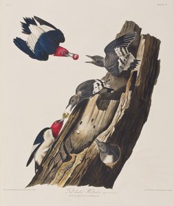 Illustrazione da 