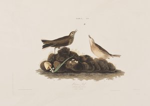 Illustrazione da 