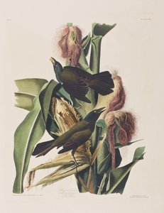 Illustrazione da 