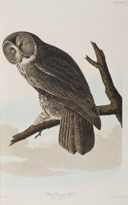 Illustrazione da 