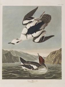 Illustrazione da 
