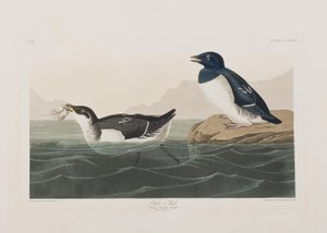 Illustrazione da 