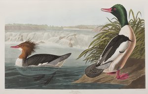 Illustrazione da 