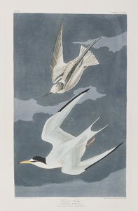 Illustrazione da 