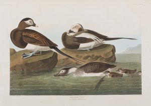 Illustrazione da 