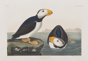 Illustrazione da 