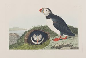 Illustrazione da 