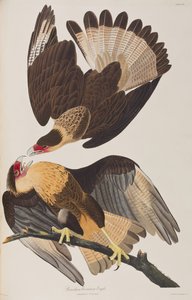 Illustrazione da 