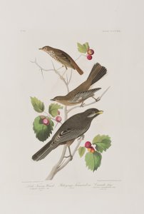 Illustrazione da 