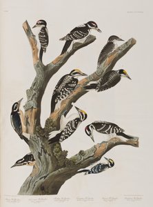 Illustrazione da 