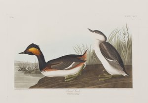 Illustrazione da 