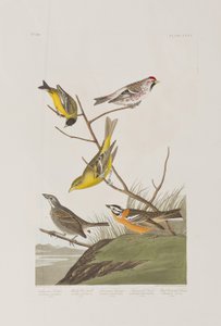 Illustrazione da 