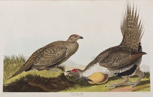 Illustrazione da 