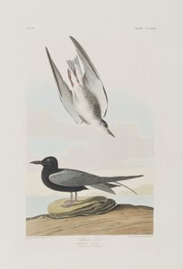 Illustrazione da 