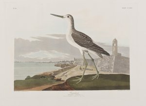 Illustrazione da 