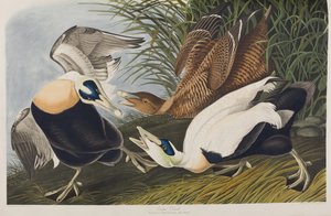 Illustrazione da 