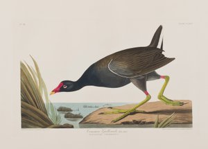 Illustrazione da 