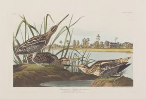 Illustrazione da 