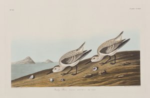 Illustrazione da 