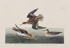 Illustrazione da 