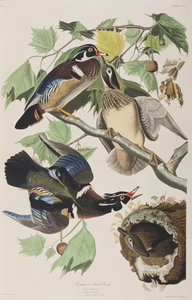 Illustrazione da 