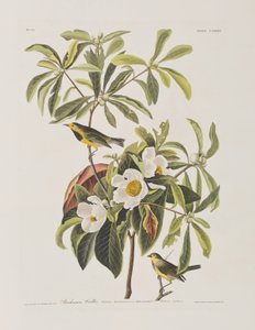 Illustrazione da 