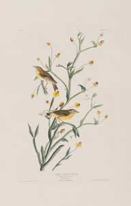 Illustrazione da 