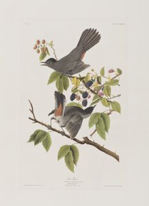 Illustrazione da 