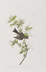 Illustrazione da 