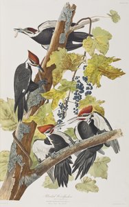 Illustrazione da 