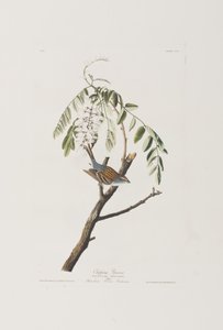 Illustrazione da 