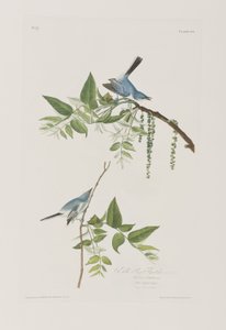 Illustrazione da 