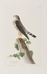 Illustrazione da 