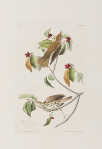 Illustrazione da 