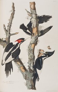 Illustrazione da 